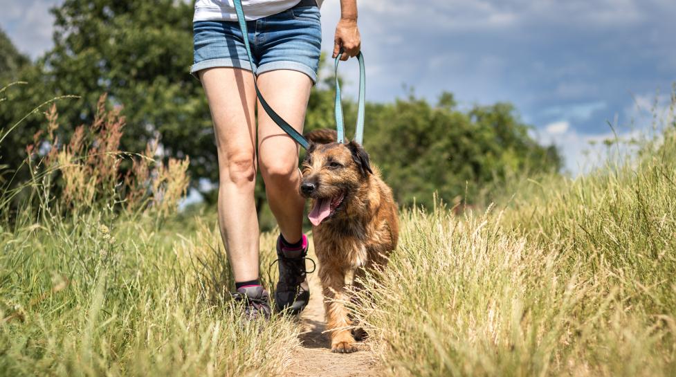 A dog on a leash being taken on a walk on a hiking trail