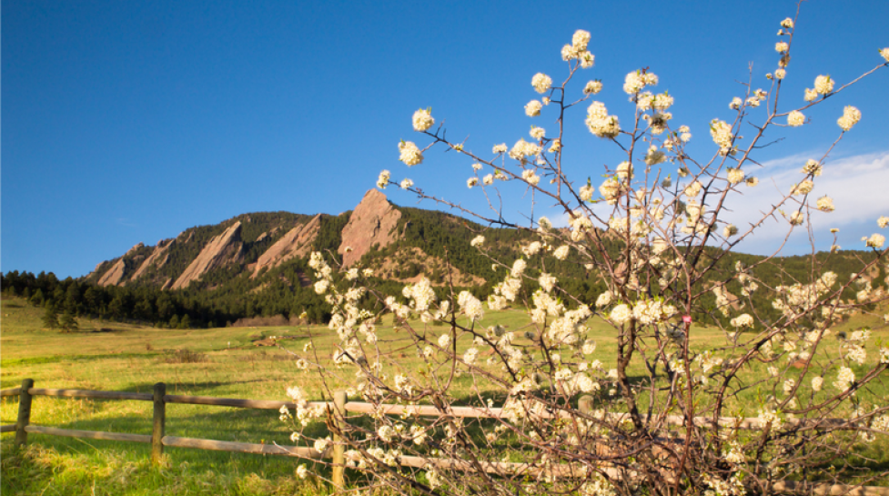 Blooming tree with Flatirons in the background