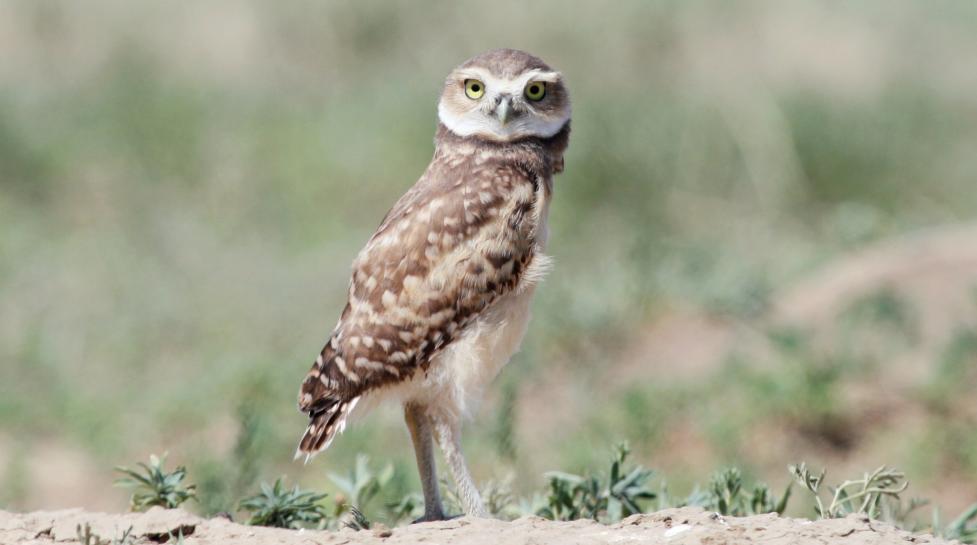 Adult burrowing owl perched on ground, looking into camera.