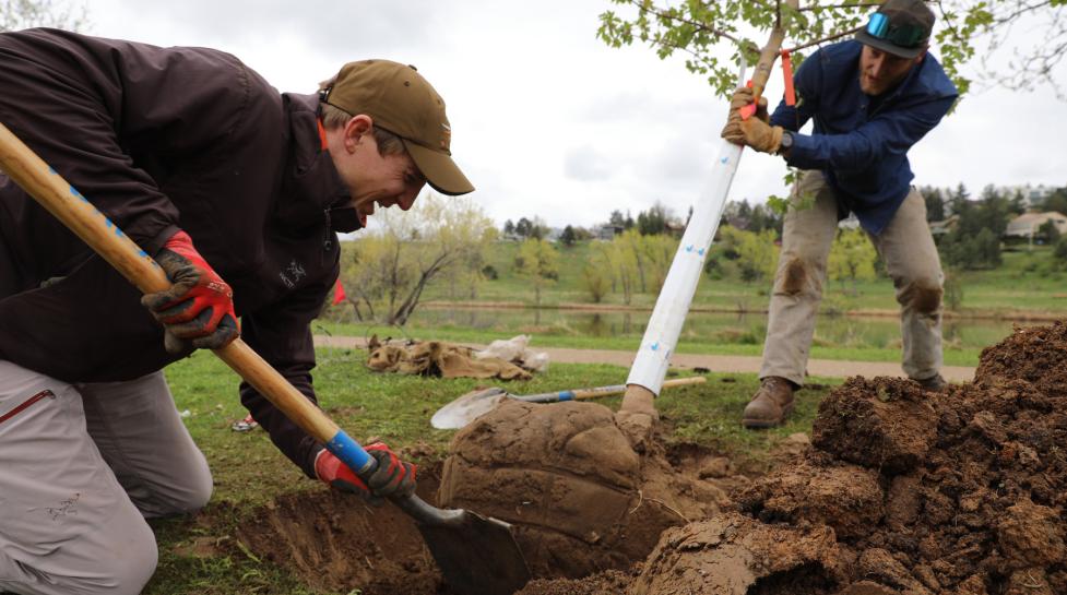 Volunteer with the group CommuniTYler plants a tree with a Boulder Forestry crew member