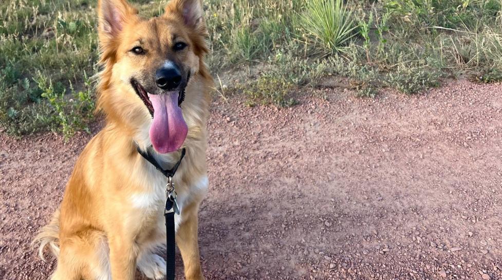 Dog on leash on trail in Boulder