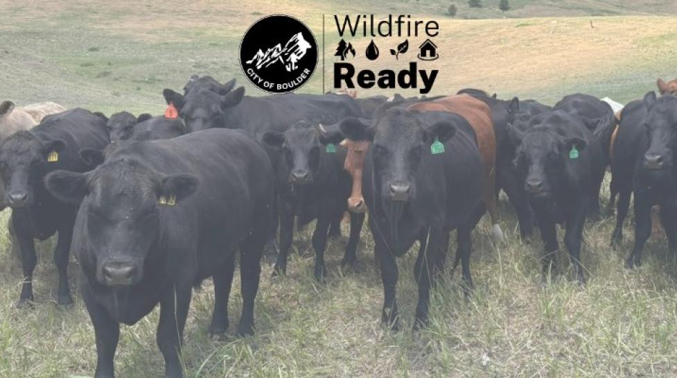 Wildfire ready header with cattle grazing