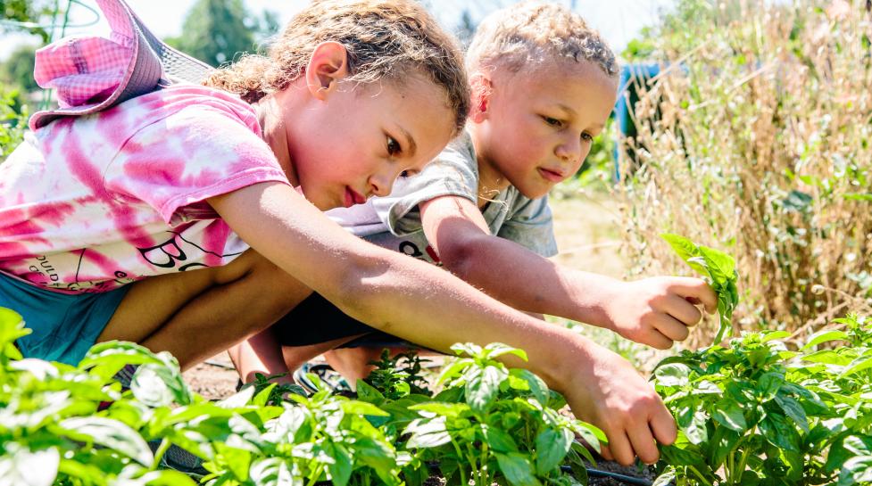 Two children picking basil at Growing Gardens.