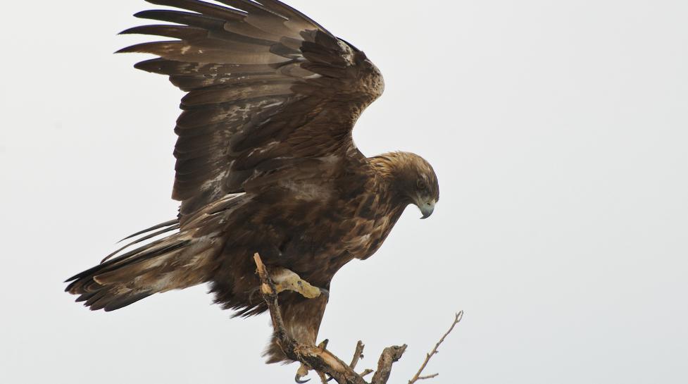 Large golden eagle perched on a thin branch with wings spread open