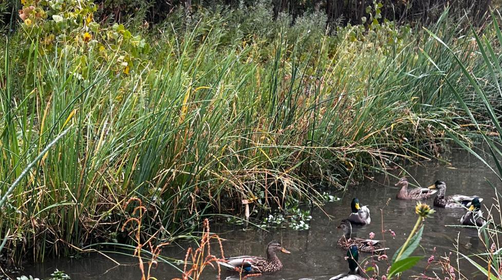 Ducks swimming in a calm creek surrounded by vegetation.