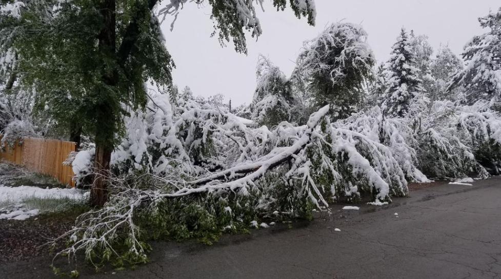 Downed tree from heavy snowfall
