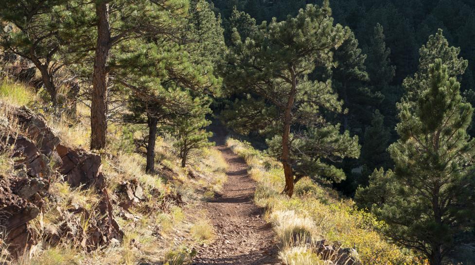 narrow trail surrounded by green grass and large pine trees. 