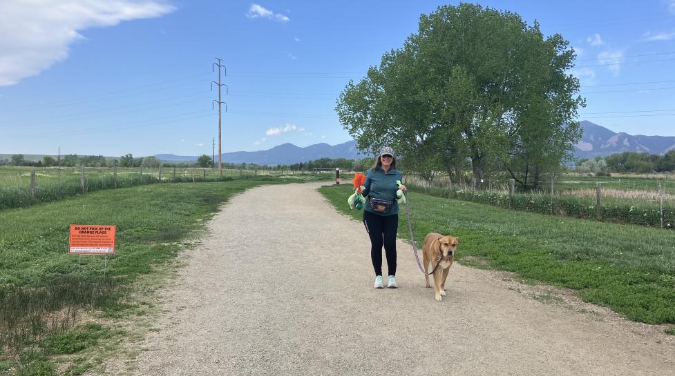 Woman carrying two poop bags to a trash can while holding her dog on leash.