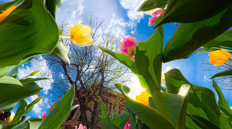 tulips on the pearl street mall