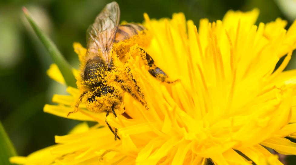 honeybee on dandelion smothered with pollen