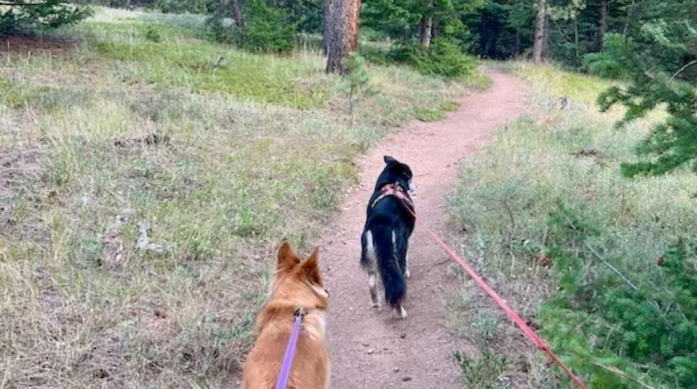 Two dogs on leashes walking on a trail in a forest.