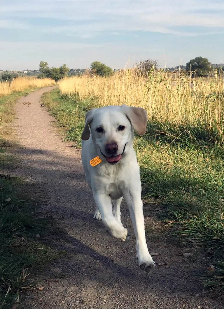 Dog running on a Trail