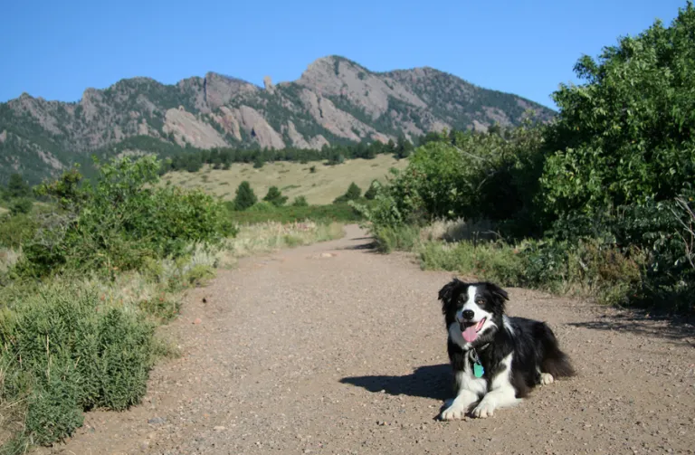 Dog on trail
