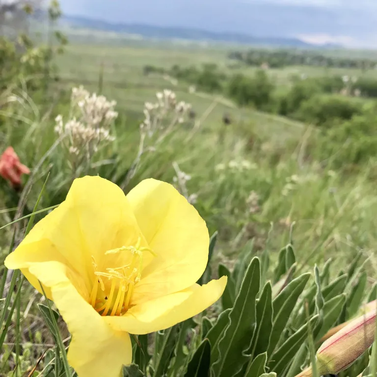 Flowers along Eagle Trail