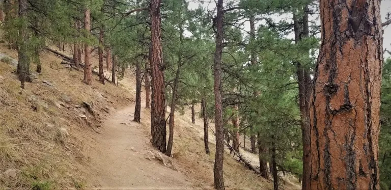 Lion's Lair Spur