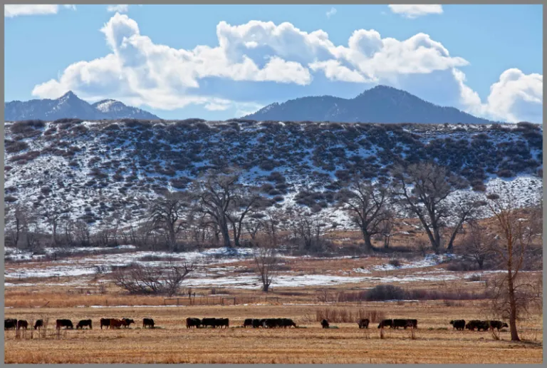 Sage Trail Cattle