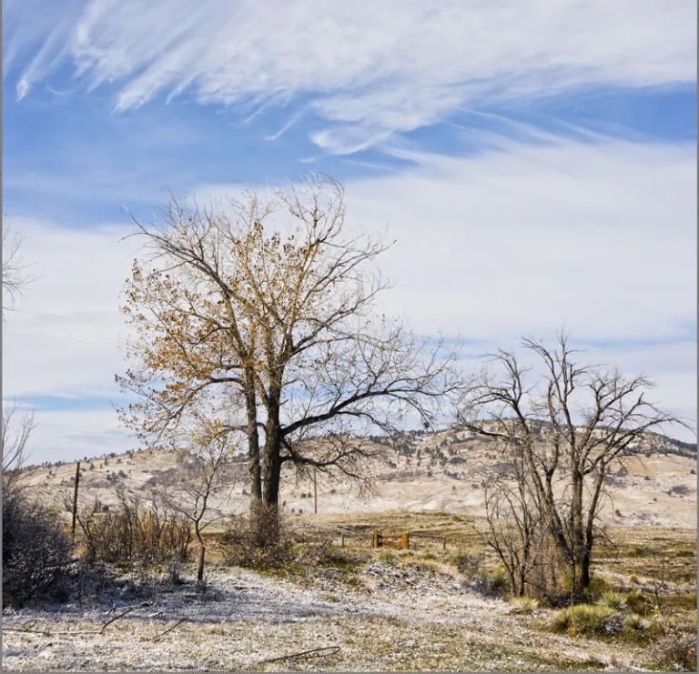 Sage Trail in Winter