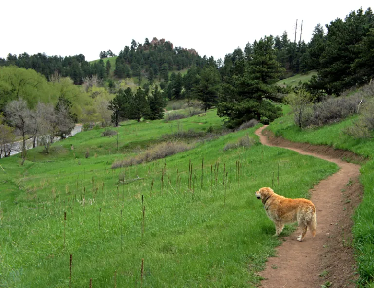 Dog on Sunshine Canyon Trail