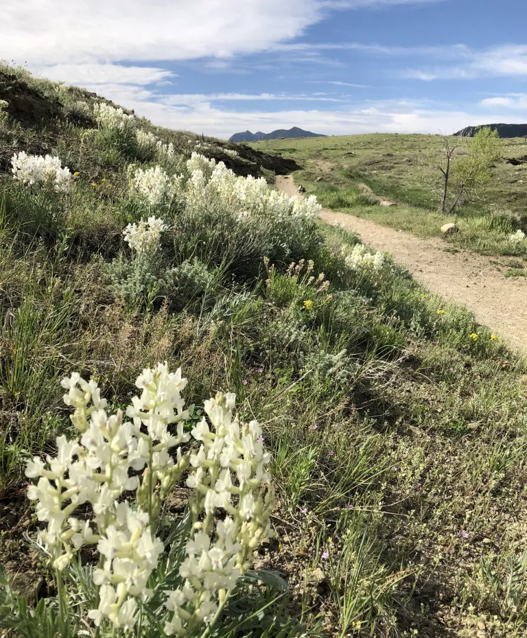 Cobalt Trail