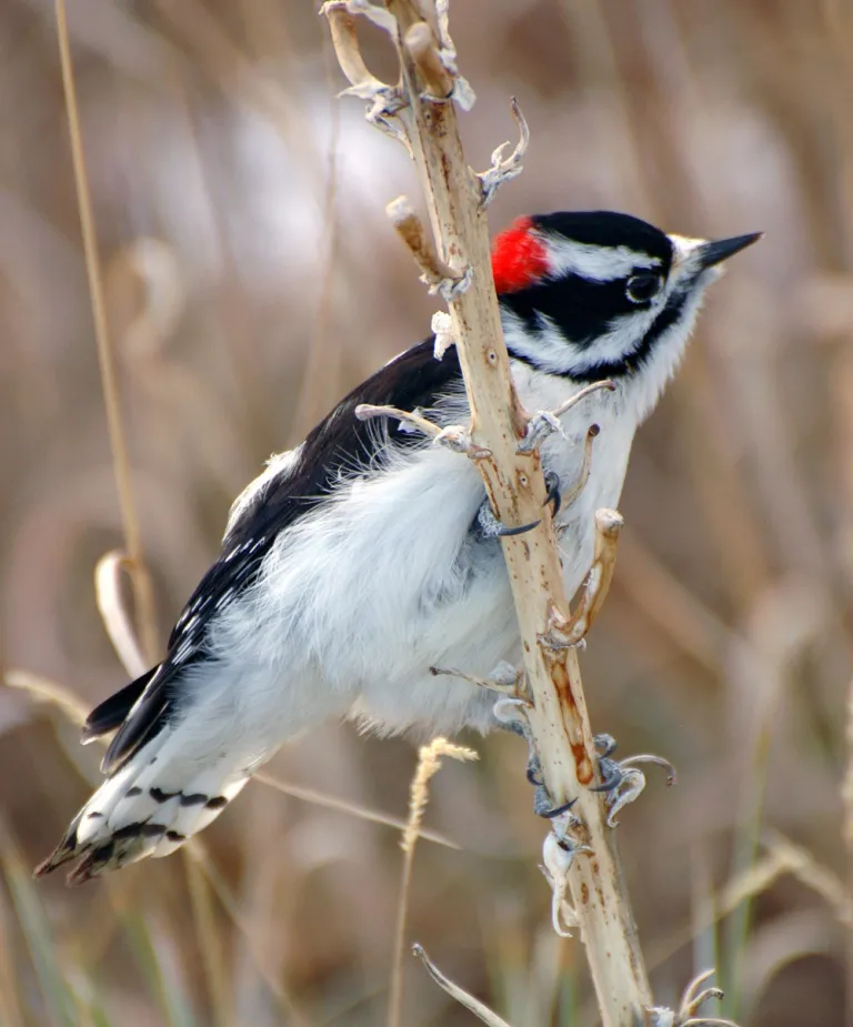 Downy Woodpecker at Doudy Draw