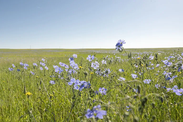 Blue Flax along East Boulder - Gunbarrel Trail
