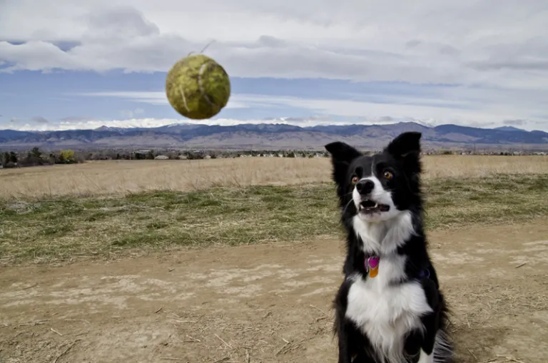 Dog catching a ball on East Boulder - Gunbarrel Trail