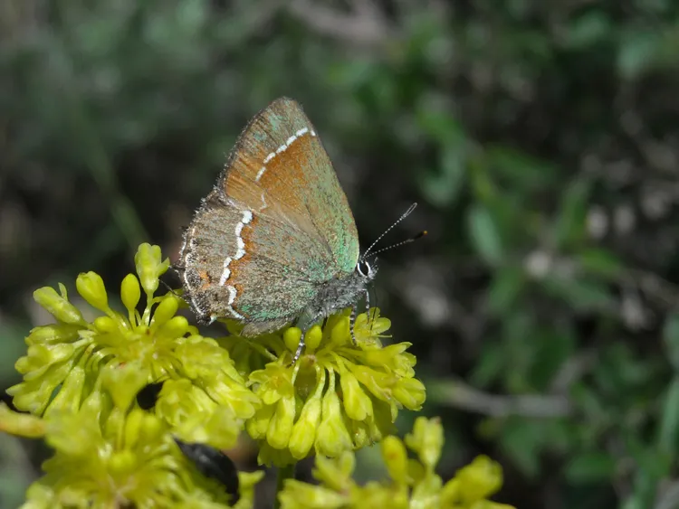 Juniper Hairstreak feeding from Sulfur Flower blooms
