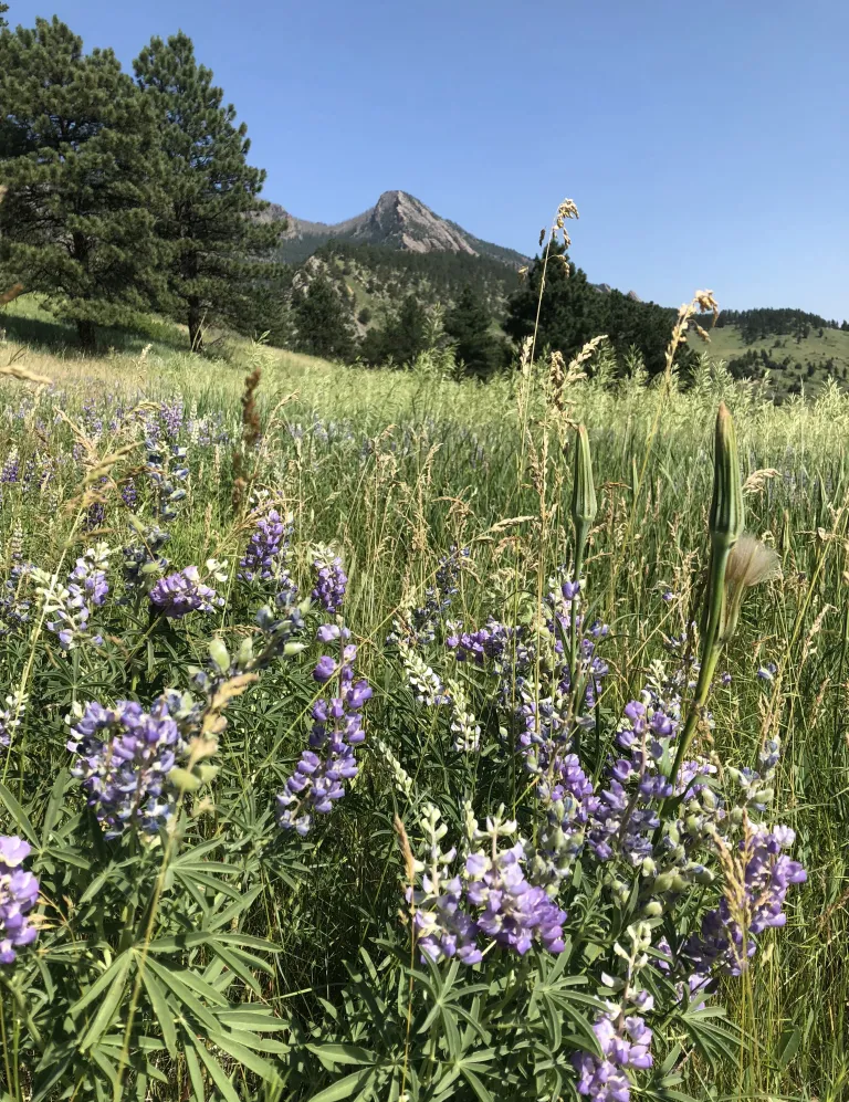 Flowers along Fowler Trail