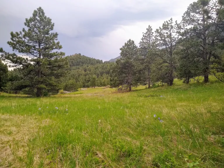 Goshawk Ridge in spring