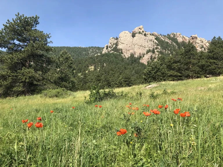 Goshawk Ridge in spring