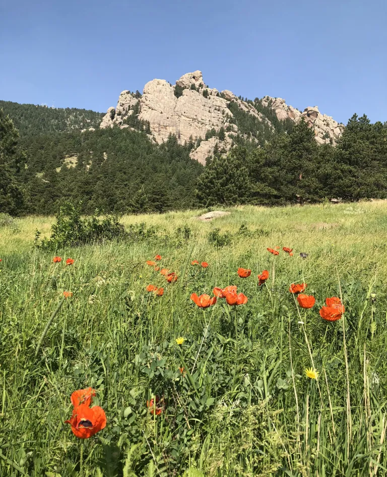 Goshawk Ridge in spring