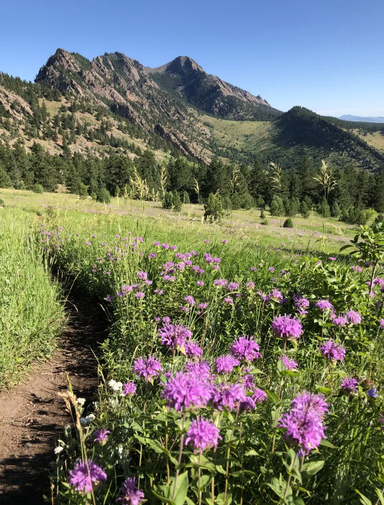 Goshawk Ridge in spring