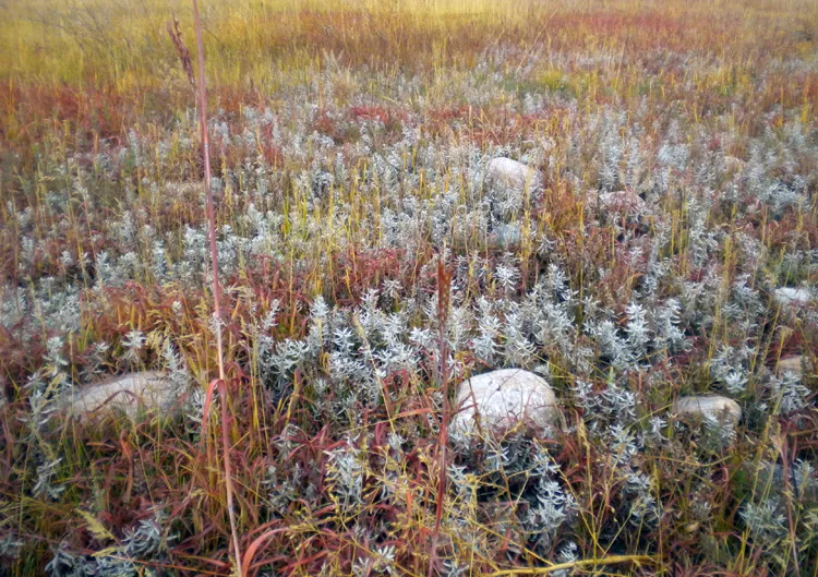 Prairie plants off High Plains Trail