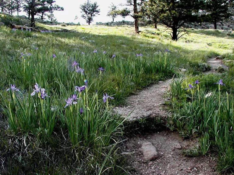 Wild Iris along Hogback Ridge