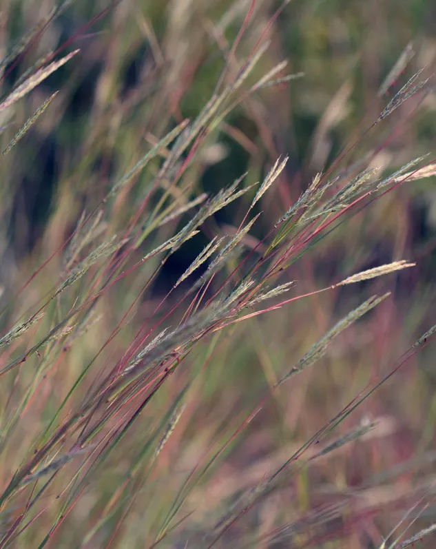 Prairie grasses at Marshall Mesa