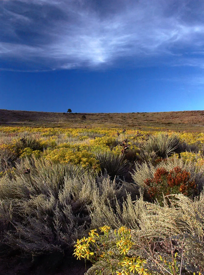 Cobalt Trail Prairie
