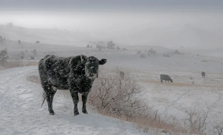 Cow in snow on Community Ditch Trail