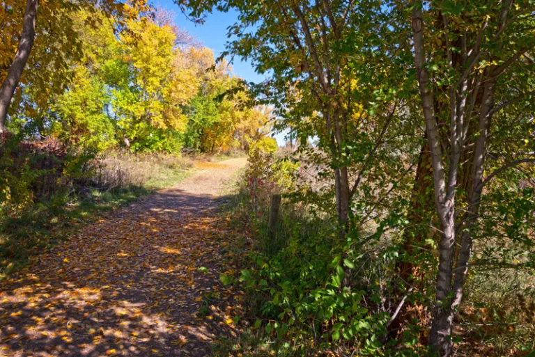Cottonwood Trail in fall