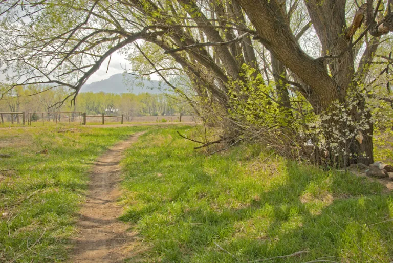 Cottonwood Trail in spring