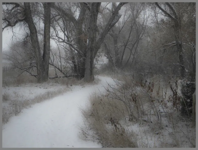 Cottonwood Trail in winter