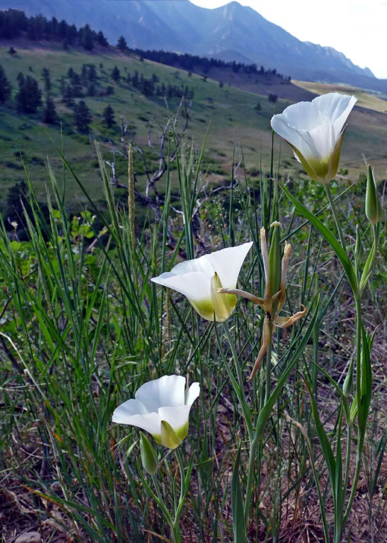 Mariposa Lilies at Flatirons Vista