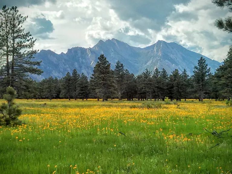 Wildflowers and view to west