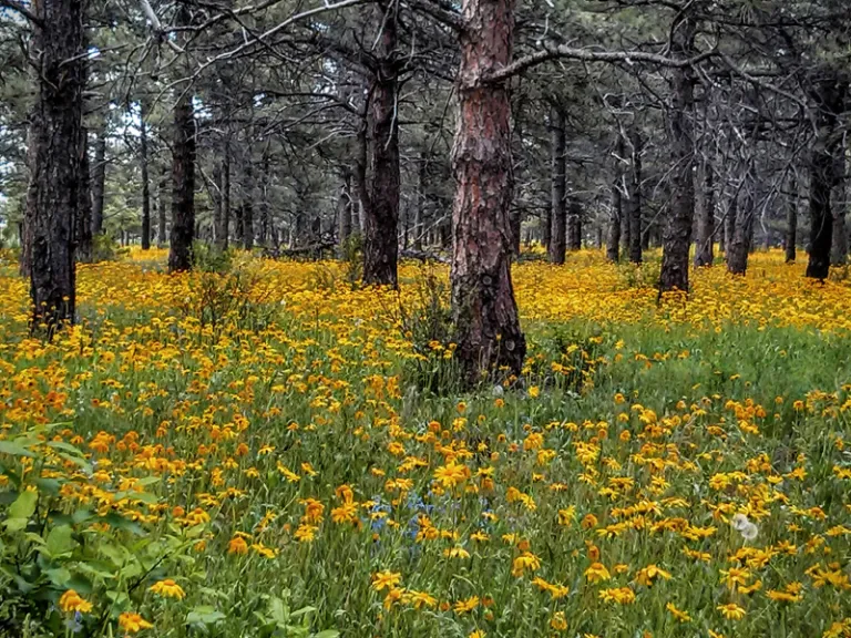 Wildflowers in pine forest