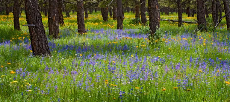 Spring wildflowers in pine forest