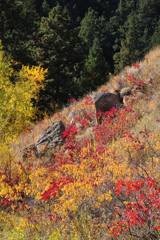 Fall foliage along Fowler Trail