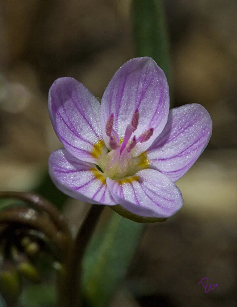 Spring Beauty along Goshawk Ridge
