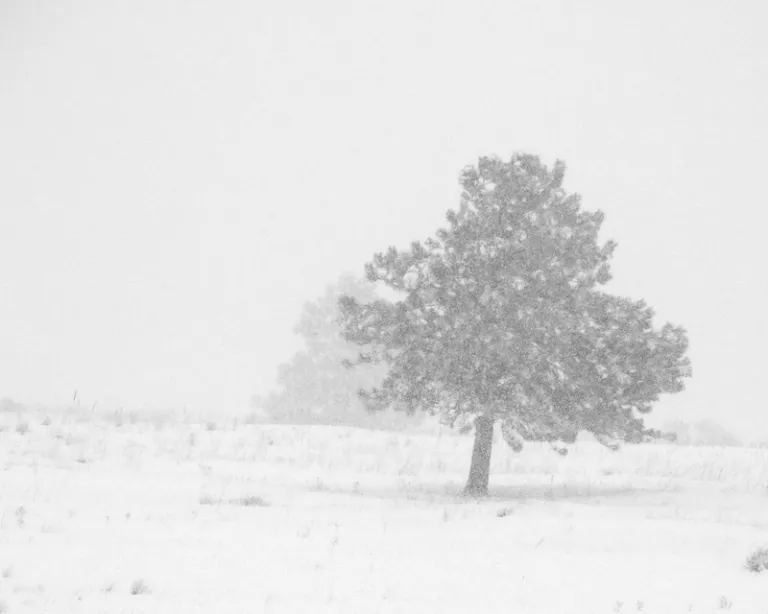 Snowy tree