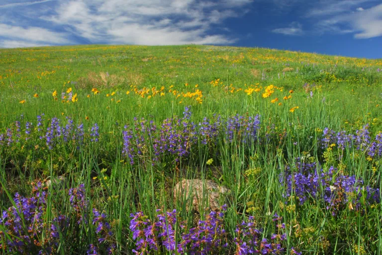 High Plains Trail wildflowers