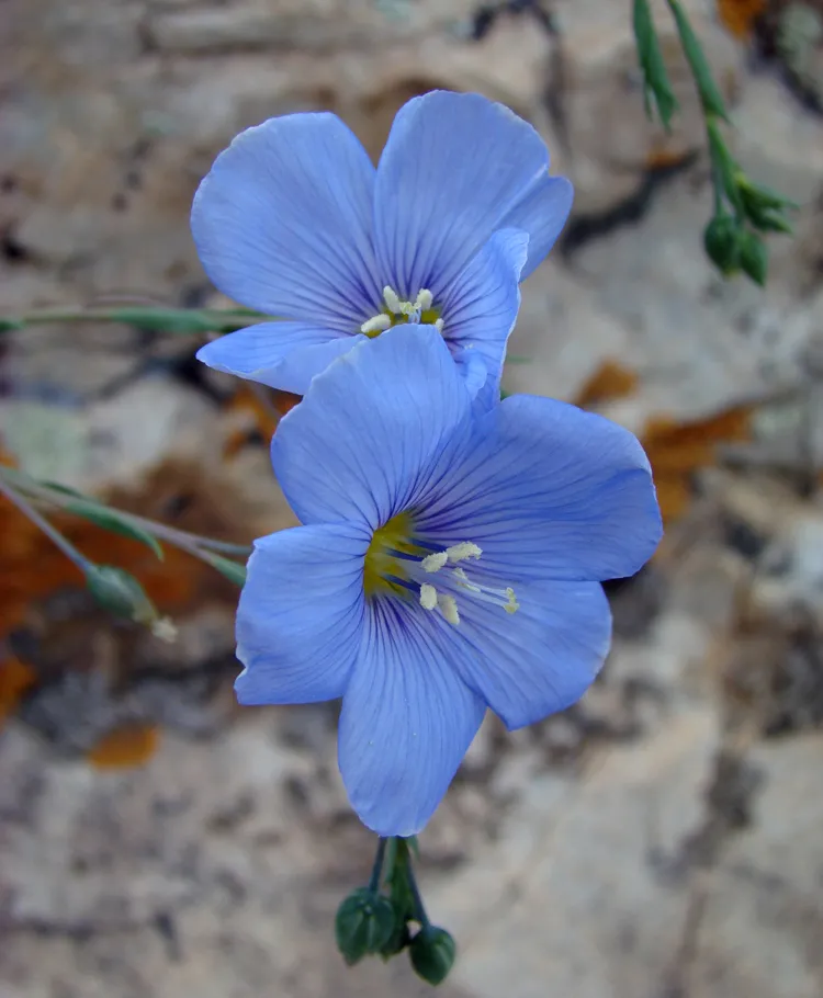 Blue Flax along Hogback Ridge