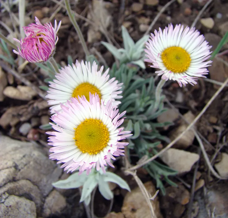 Trailing or Whiplash Fleabane along Hogback Ridge